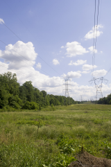 Powerlines in a field and trees