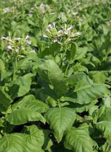 tobacco plant flowered