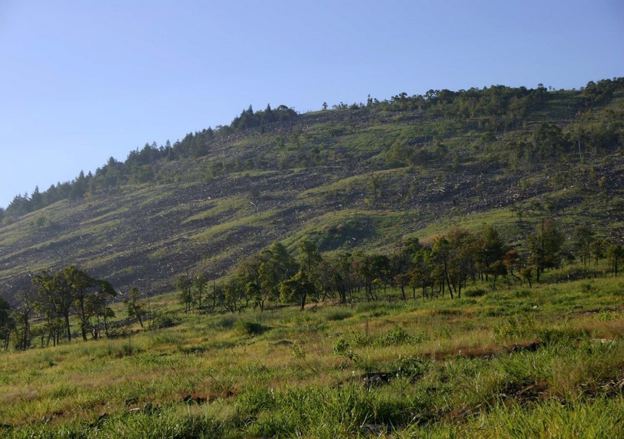 an after photo of Palmerton Zinc Pile site