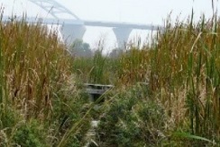 St. Louis River estuary