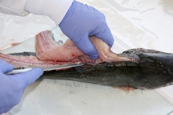 Person with gloved hands use a stainless steel knife to remove fillet from fish.