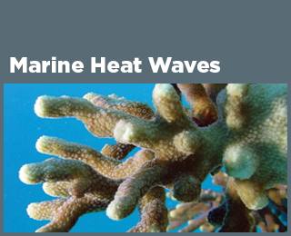 Marine Heat Waves