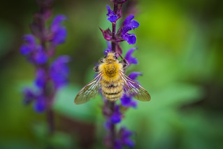 Bumblebee on flower