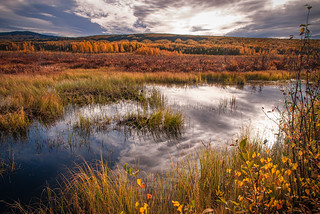 Wetland