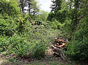 Site Clearing [06/03/2015]