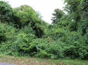 Oyster Pond Furlong Site Before Construction begins Oyster Pond Furlong Site Before Construction Begins