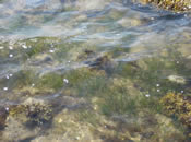 Eelgrass in Tidal Pool Near Ram Island (Photo Credit - Buzzards Bay National Estuary Program) Eelgrass in Tidal Pool Near Ram Island (Photo Credit - Buzzards Bay National Estuary Program)