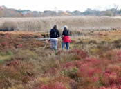 Silver Creek Salt Marsh (Photo Credit - Save the Bay) Silver Creek Salt Marsh (Photo Credit - Save the Bay)