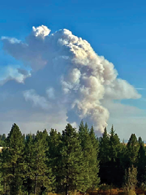 a forest with wildfire smoke rising in the distance