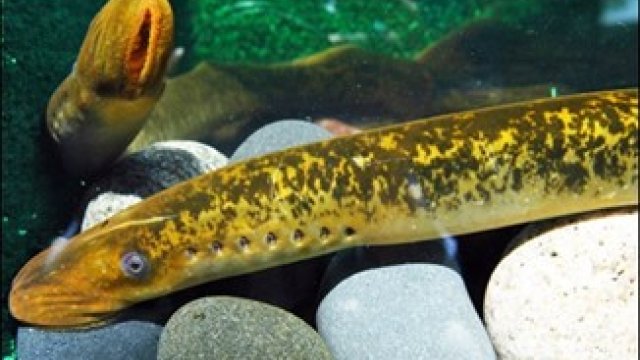 Sea Lamprey