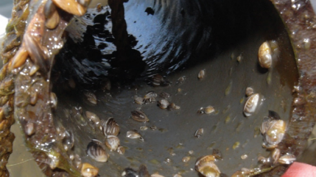 Zebra Mussels