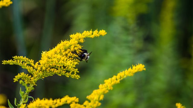 Meadow with pollen on flowers