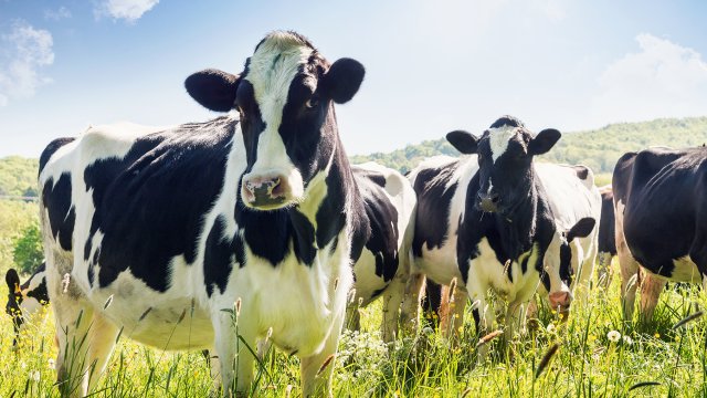 Dairy cows in field