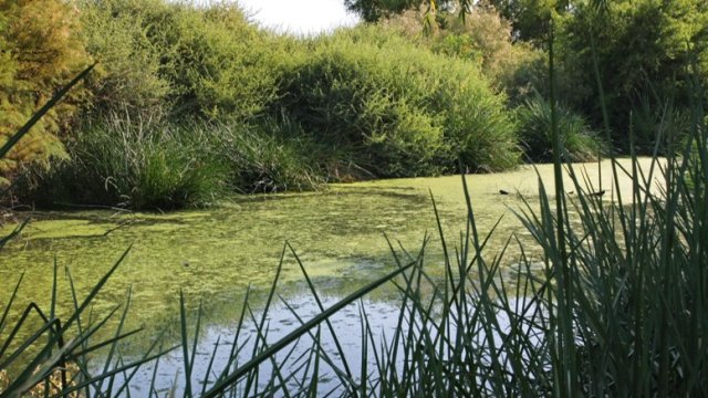 A wetland with plentiful vegetation seen in the daytime