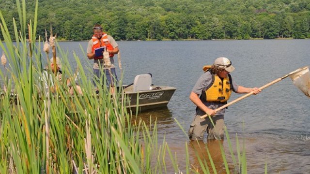Bioassessment of lake with woman using a net to take water samples