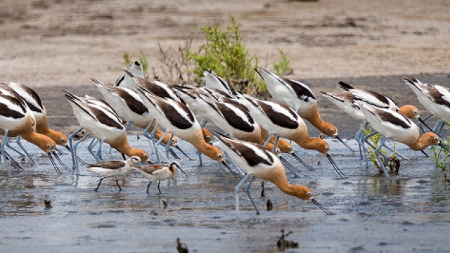 Estuary with plovers