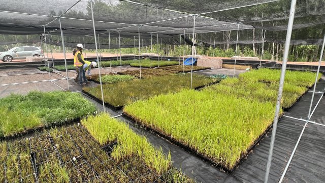 Greenhouse full of plants to be planted in Wire Mill Pod and Shallow Seltered Bay