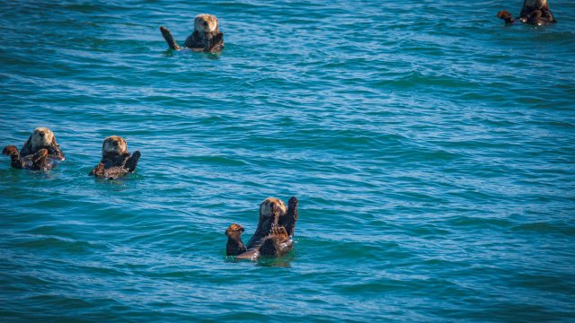 otters