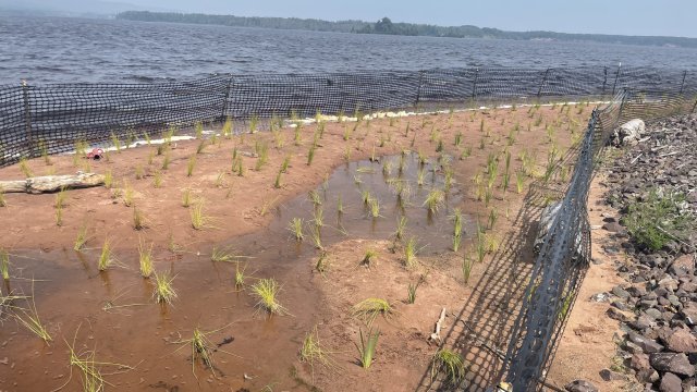 Emergent plants along the Shallow, Sheltered Bay are protected by predator exclusion fencing to promote survival and establishment.