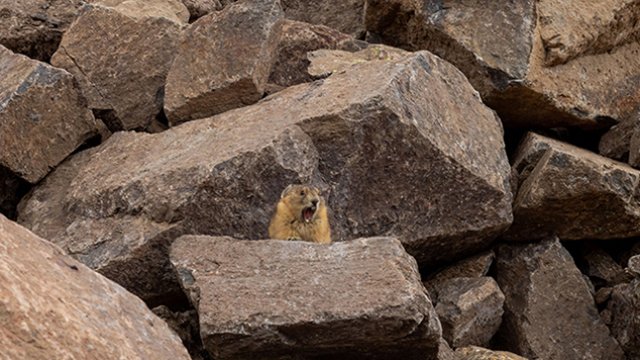 Bonita Peak Mining District wildlife
