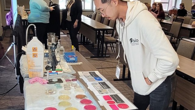 Person bending over looking at agar plates lined up on a table. There are people talking in the background.