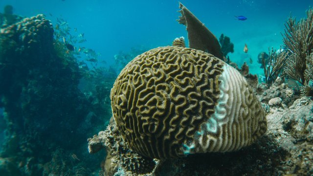 Brain coral with fish swimming in the background