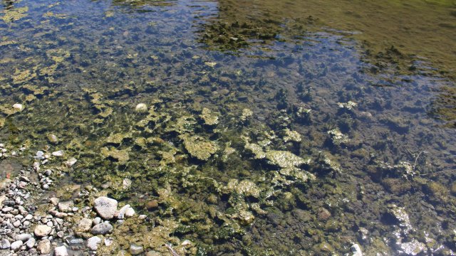 Dispersed clumps of green and brown algae on the bottom of a stream.