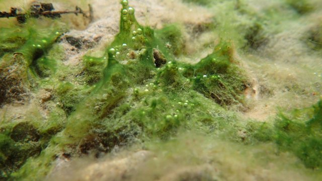 Green algae with bubbles and fuzzy textures cling to streambed.