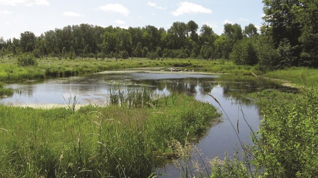 River through wetland