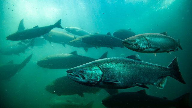 Large fish swimming in dark blue-green water.