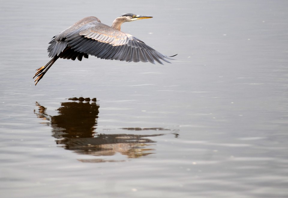 Blue heron flying over water