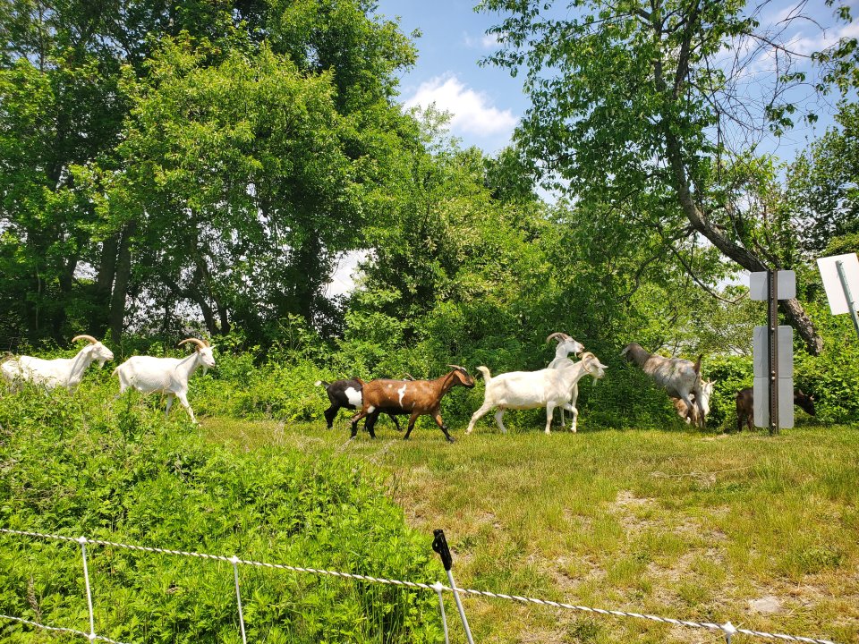 There are several different types of goats that come to do the goat-scaping, including Sanaan, Nubian Cross, Nigerian Dwarf, Alpine, and Kikko breeds.