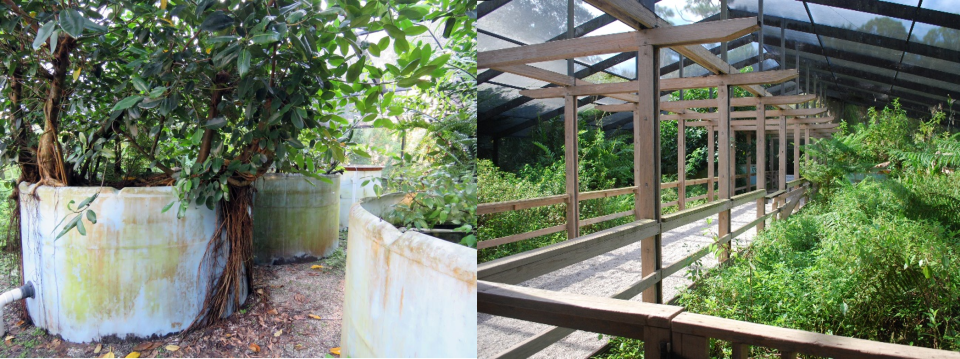 view of plants growing from living machine structures