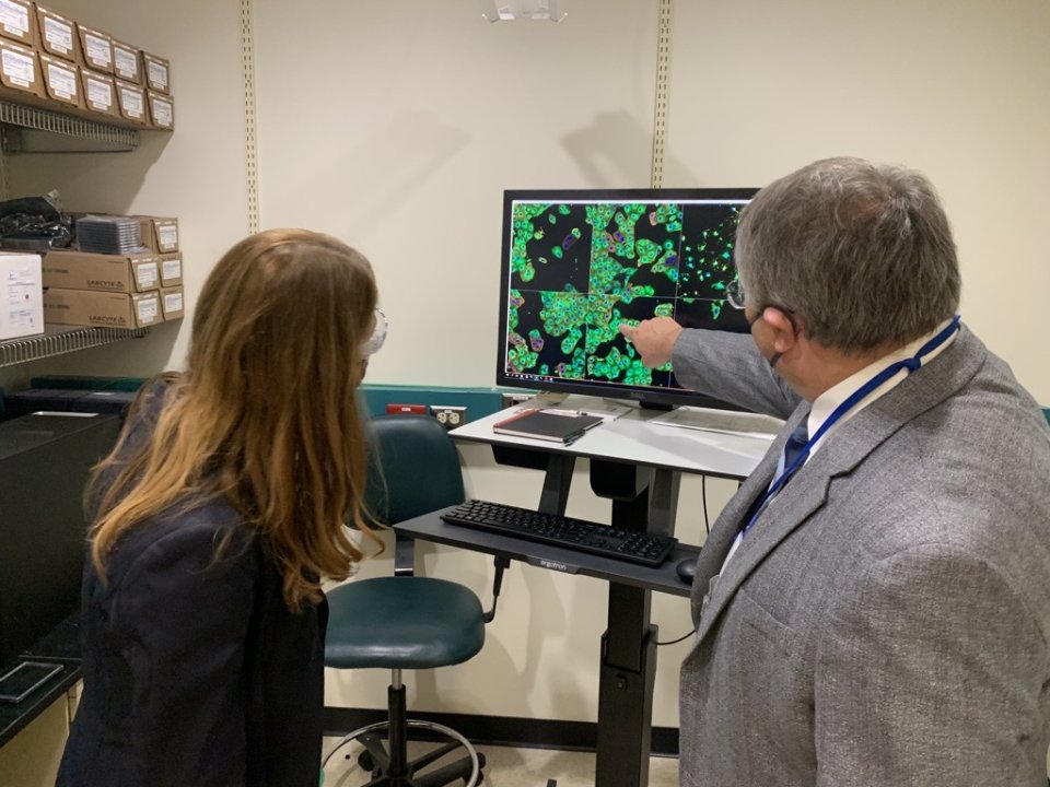 Researchers look at computer images of painted cells
