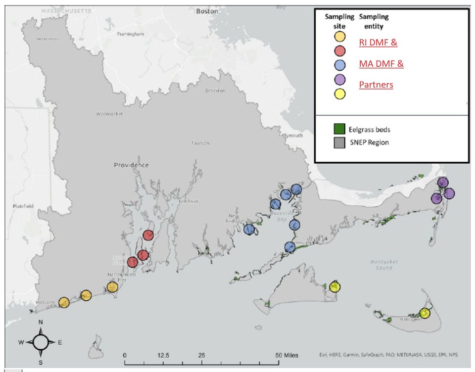 Map showing spatial extent of proposed monitoring of eelgrass seed distribution and eelgrass flowering phenology within the SNEP region and the anticipated partner organizations who will conduct the monitoring. Proposed sampling locations are colored coded by the five SNEP sub-regions to be sampled. Image credit: RIDEM