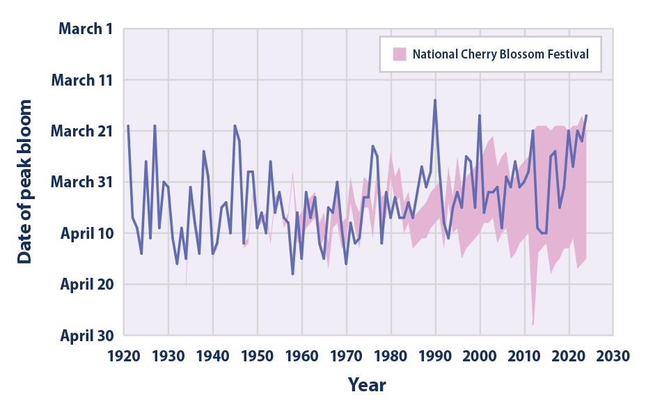 Line graph showing the annual peak bloom date of Washington, D.C.'s cherry trees from 1921 to 2024. The timing of the annual National Cherry Blossom Festival is shown for reference.