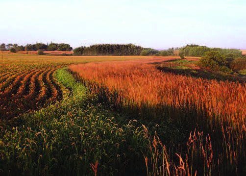 Figure 22. A field border of tall grasses surrounds a field.