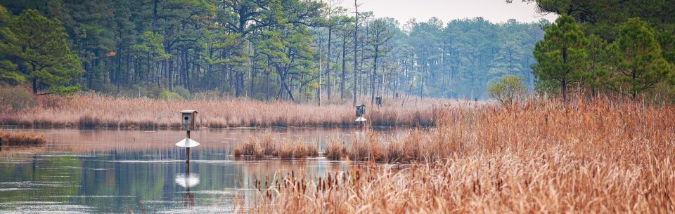 stock image of a wetland on a foggy morning