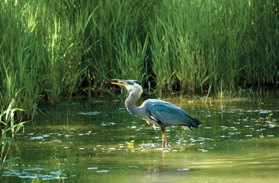 Blue heron swallowing a fish while standing in water surrounded by tall grass.