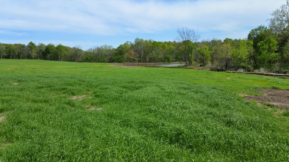 Photo shows a grassy field with a wooded area in the background.