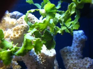 Green, leafy seaweed.