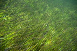 Green seagrasses.