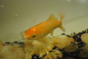 A goldfish releasing bubbles of oxygen.