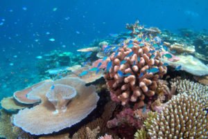 Fish swimming around a coral reef.