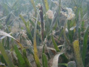 Epiphytic algae attached to seagrasses and other submerged aquatic vegetation..