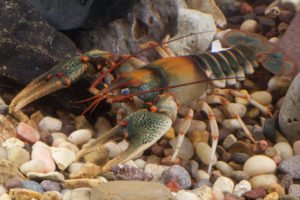A crayfish in an underwater habitat.