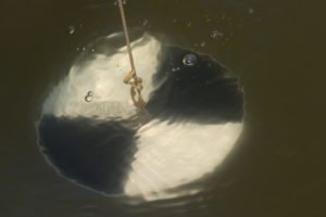 A secchi disk being lowered into water.
