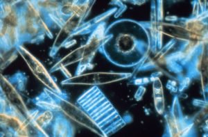 Microscopic image of diatoms.