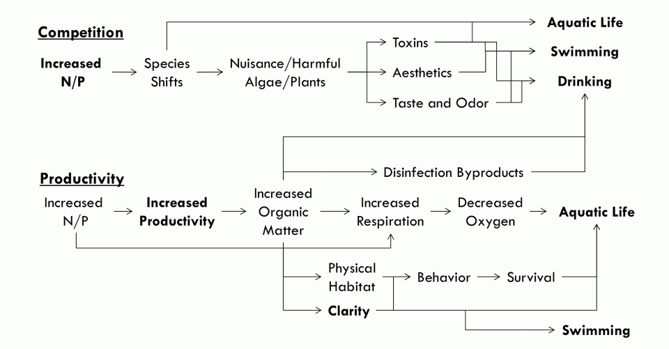 Figure 1 shows a conceptual model of nutrient effects on designated uses. It depicts how increases in nutrient pollution can lead to changes in waterbody productivity and species competition, contributing to the growth of nuisance plants and HABs, decreases in dissolved oxygen, and subsequently impacts to aquatic life, recreation, and drinking water uses. 