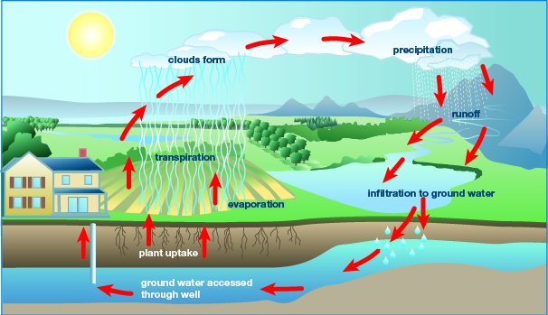 Hydrologic cycle: evaporation, transpiration, clouds form, precipitation, runoff, infiltration to ground water, ground water accessed through well, plant uptake.